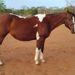 LOTE 013 - HILL TOPFLYER HSA