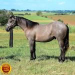 LOTE 021 - SMART PISTOL REY B3