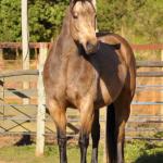 LOTE 001 - REYNA SHINER MIL