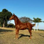 LOTE 014 - HYDRIVE BOY