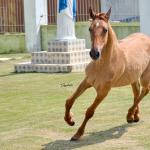 LOTE 009 - MAMA ZORRERO KEYS