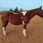 LOTE 013 - HILL TOPFLYER HSA