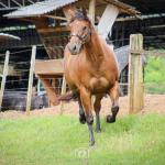 LOTE 004 - TINA OKIE WINPY  (2x1)