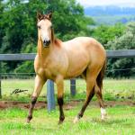 LOTE 007 - SHINER LITTLE CIELO