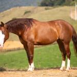 LOTE 002 - MIALENA GUN H2M (VENTRE LIVRE)