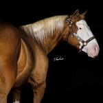 LOTE -200 - ROOSTER PALE FACE (COBERTURAS)