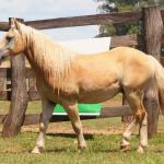 LOTE 006 - CHUCRUTES