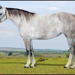 LOTE 016 - KEYS GRAY Z