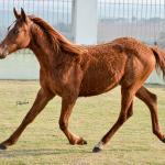 LOTE 016 - JACK FLYER