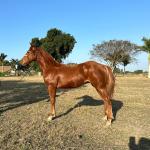 LOTE 014 - HYDRIVE BOY