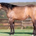 LOTE 004 - WIND PEROLA GUN