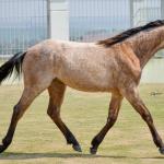 LOTE 019 - GAUCHO HICKORY