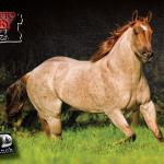 LOTE 032 - PEPTO RUBY CAT (Coberturas)