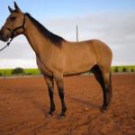 LOTE 014 - DAKOTA BARS LADY