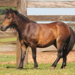 LOTE 017 - CHOCOLATE