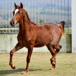 LOTE 020 - SPORTIN BLUE BOON