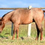 LOTE 022 - ZEUS BET CAT CDA