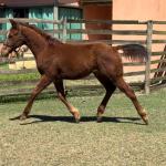 LOTE 007 - KING ROOSTER OLENA