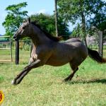 LOTE 021 - SMART PISTOL REY B3