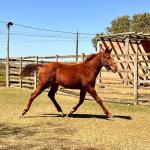 LOTE 007 - KING ROOSTER OLENA