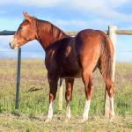 LOTE 021 - JOHN CAT GUN CDA