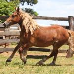 LOTE 007 - TERREMOTO
