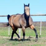 LOTE 001 - REYNA SHINER MIL