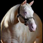 LOTE 002 - BUENA DIAMOND JPJ (Ventre Livre)
