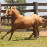 LOTE 019 - HIGH BUENO STAR (Coberturas)