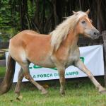 LOTE 003 - VIOLETA