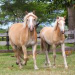 LOTE 001 - XUXA (3x1)