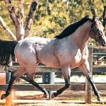 LOTE 300 - BLACKSMITH FAME BG (Coberturas)