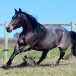 LOTE 006 - PEROLA HANCOCK SMR