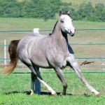 LOTE 018 - ROOSTER BILLY GRAY