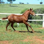 LOTE 020 - KING KAT REY VRA