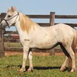 LOTE 006 - FADINHA