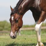 LOTE 006 - NAOMY TOP TOO CODY YBJ