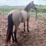 LOTE 021 - EMBRIÃO A EFETIVAR - ALICES GERRIE VT