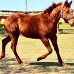 LOTE 007 - KING ROOSTER OLENA