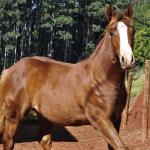 LOTE 021 - JOHN CAT GUN CDA
