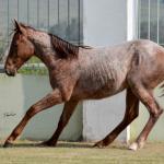 LOTE 003 - JACK DOC BEE