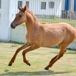 LOTE 009 - MAMA ZORRERO KEYS