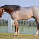 LOTE -200 - METALLIC LENA (COBERTURA)