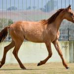 LOTE 009 - MAMA ZORRERO KEYS