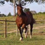 LOTE 004 - MISS JAY TOP