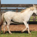 LOTE 006 - FADINHA