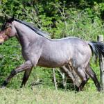 LOTE 014 - STARLIGHT SPARK Z