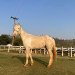 LOTE 016 - BUENO PEPPYS BOY LLB