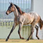 LOTE 022 - JACK PEP KEYS