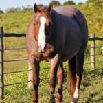 LOTE 002 - INDUTORA PISTOL AJS